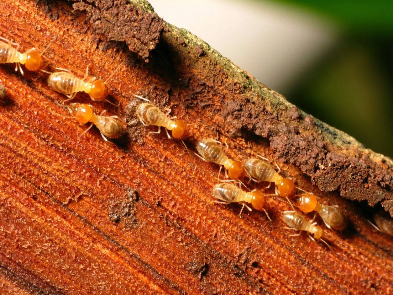 traitement termites à Périgueux, Bergerac, Sarlat-la-Canéda ...