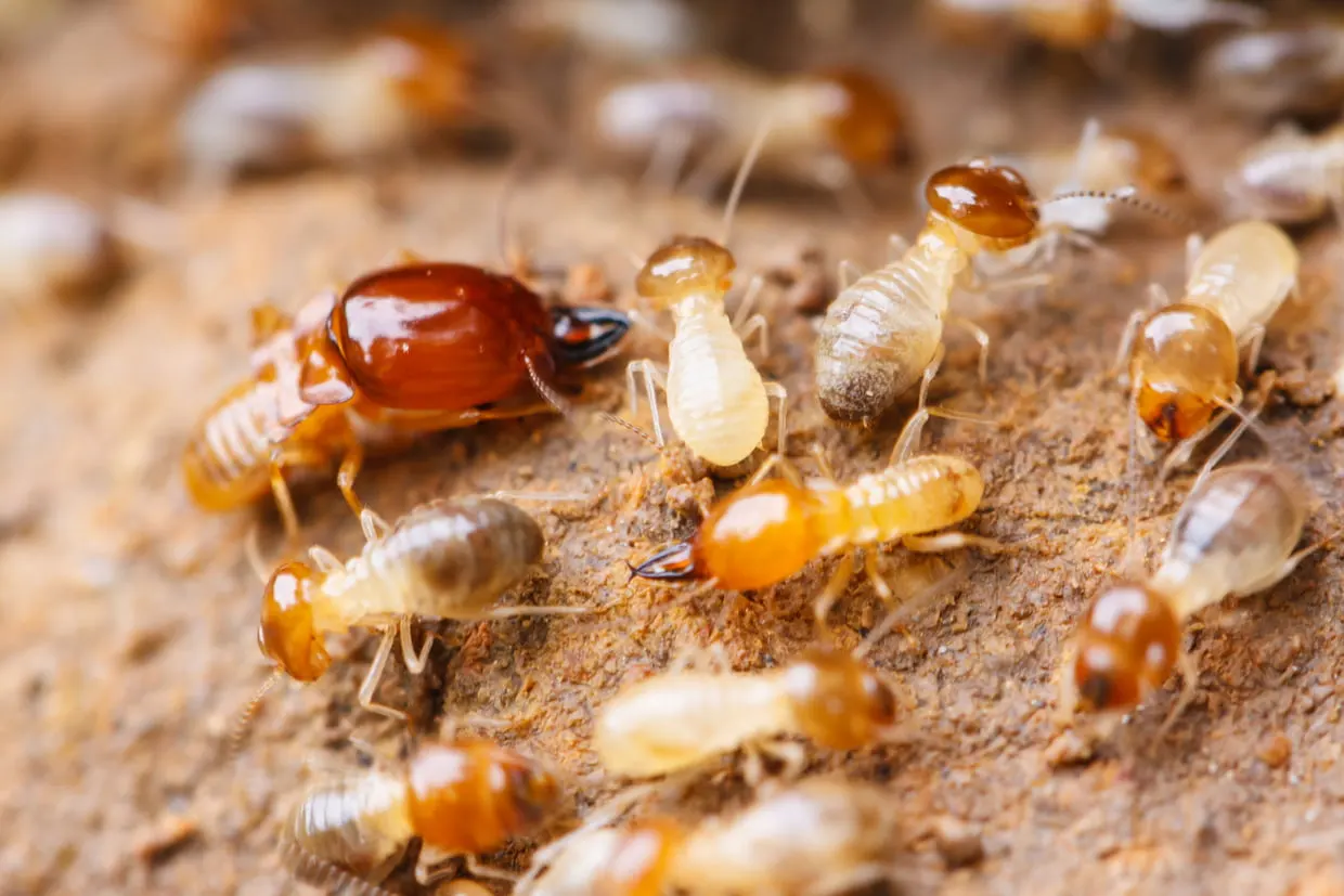 Traitement anti-termites à Périgueux, Bergerac... en Dordogne