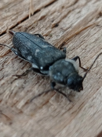 Le capricorne un insecte du bois