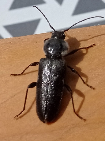 Hylotrupes bajulus