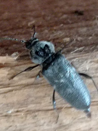 Capricorne insecte
