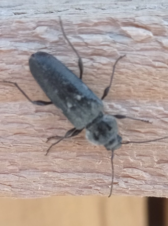 Le capricorne un insecte nuisible du bois