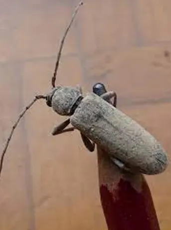 Hespérophanes